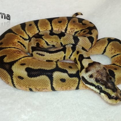 0.1 Woma Pastel 2018