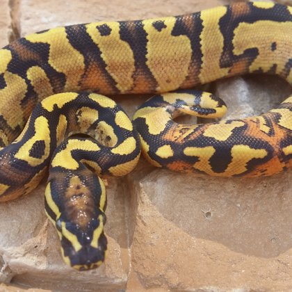 0.1 Fire Yellow Belly (2018)