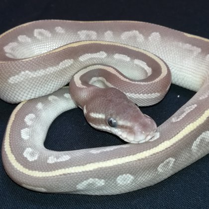 1.0 Phantom Potion (2018)