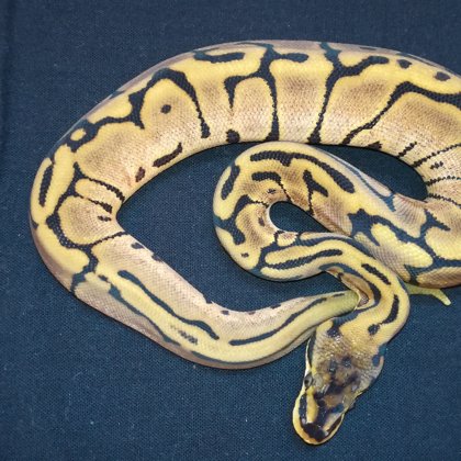 0.1 Leopard Spider (2018)