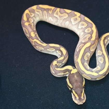 1.0 Phantom Crystal (2018)