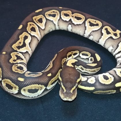 1.0 Mojave Het Red Axanthic (2018)