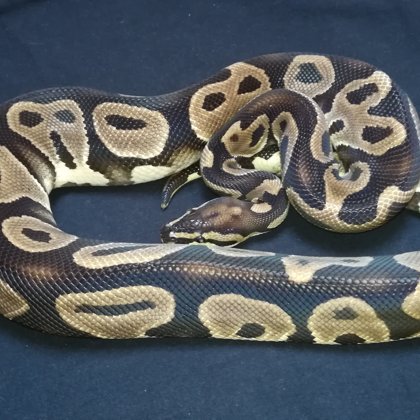 1.0 Leopard het. Clown (2014)