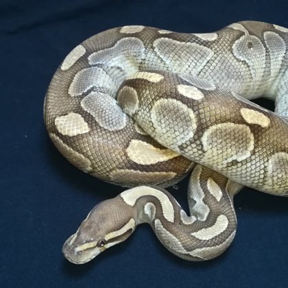 0.1 Butter poss. Fire (2015)