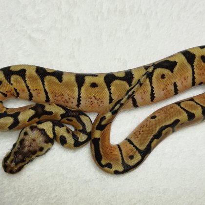 0.1 Pastel Woma (2018)
