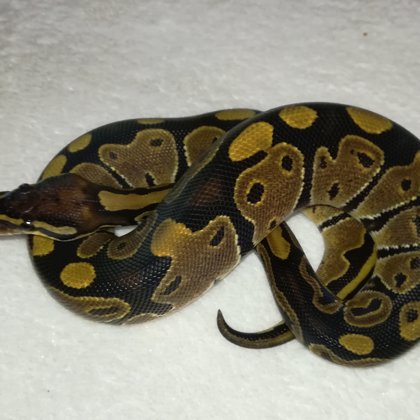 0.1 Classic het. Pied (2017)