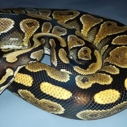 0.1 Russo het. Leucistic YB (2015)