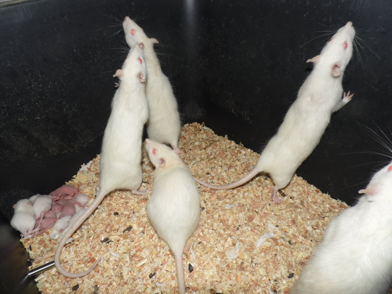 NeeoReptile - albino rat